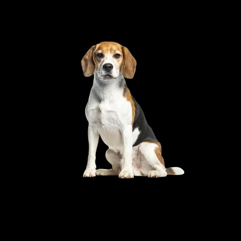 Conception de propriétaire de Beagle La vie est meilleure avec un Beagle
