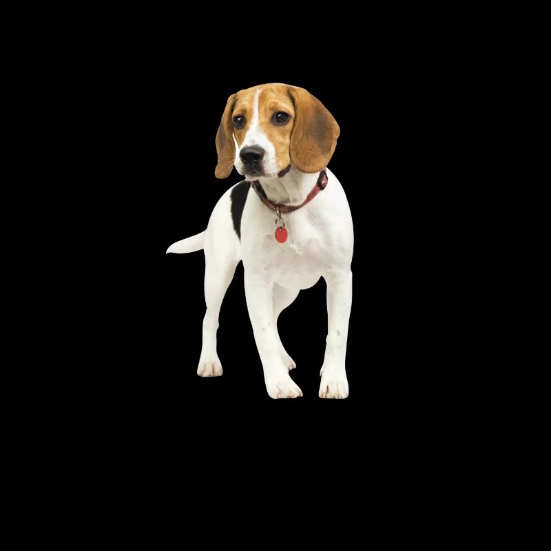 Mit einem Beagle ist das Leben besser