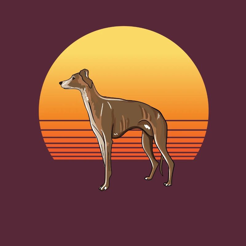 Soleil de lévrier