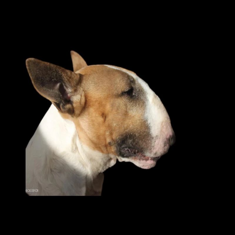 Bull-Terrier