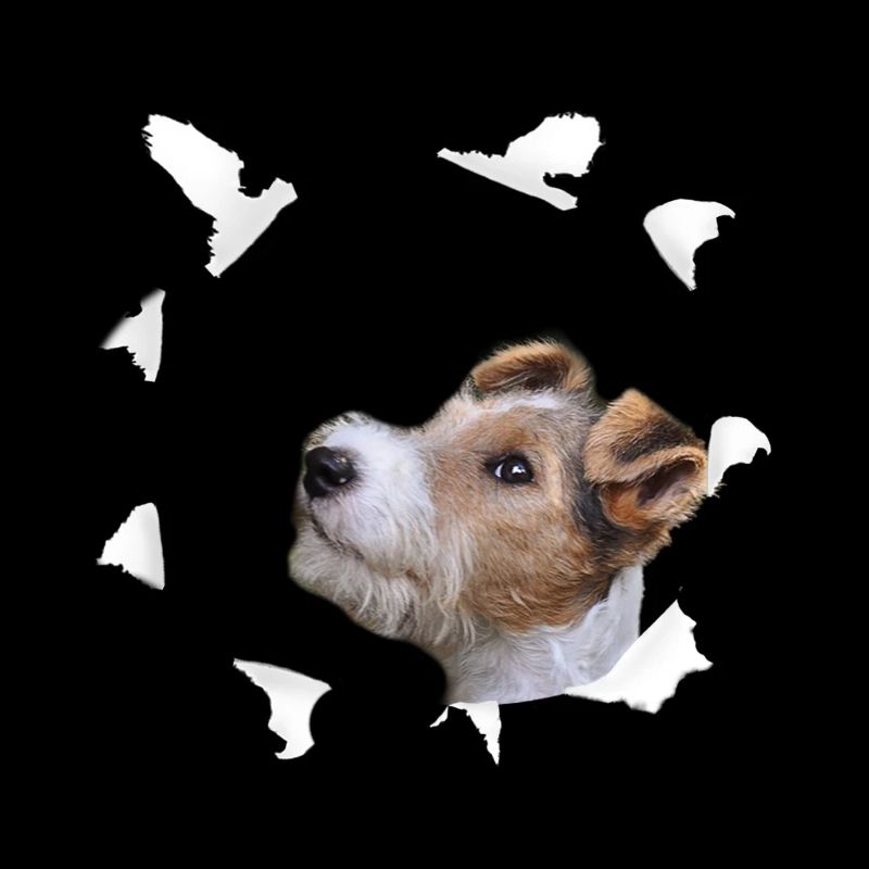 Tshirt Fox Terrier - Chemise pour chien Fox Terrier