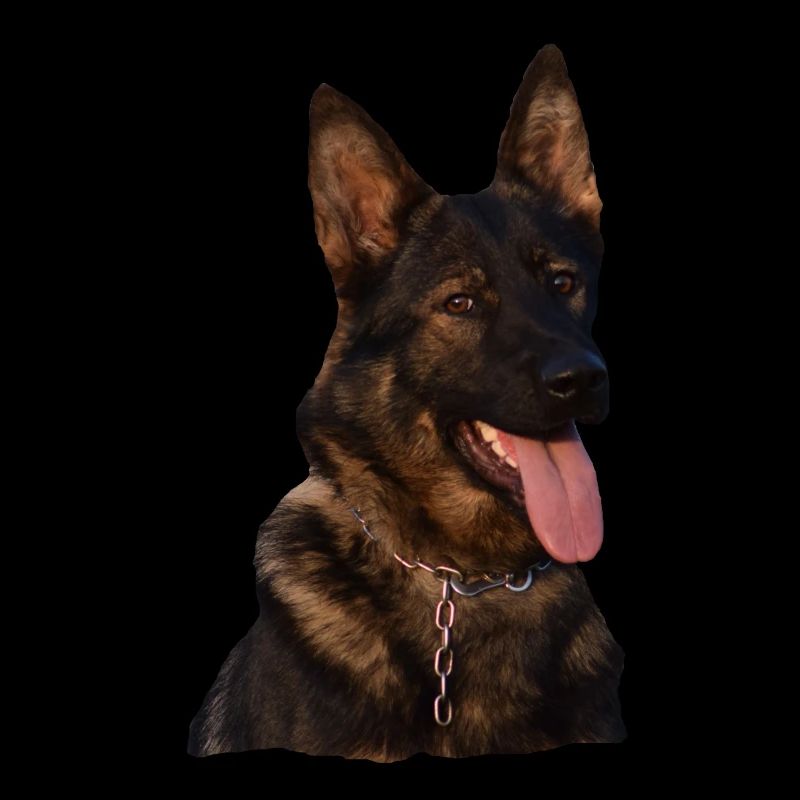 Hund Gassi Schäferhund Deutscher Schäferhund grau