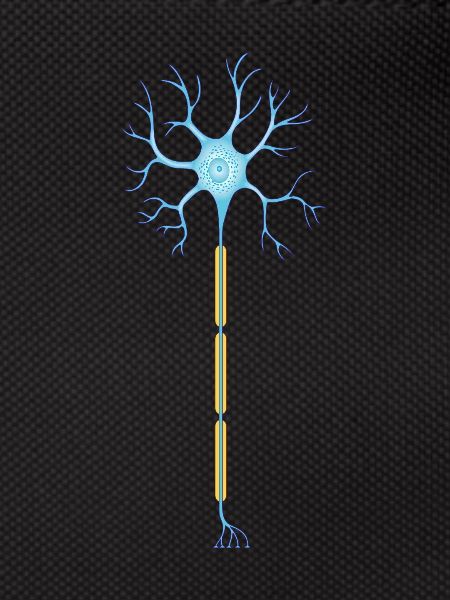 Neuron