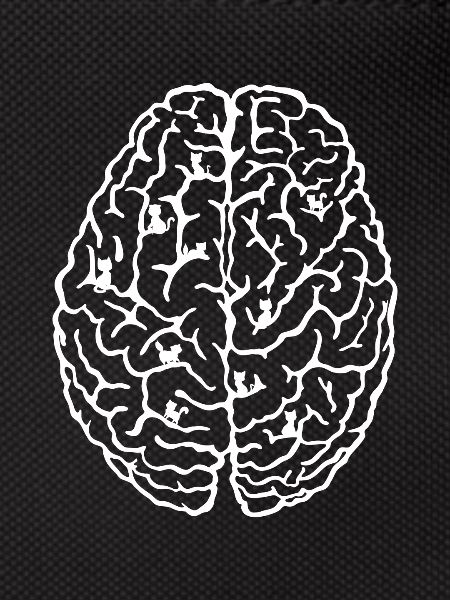 Cat brain