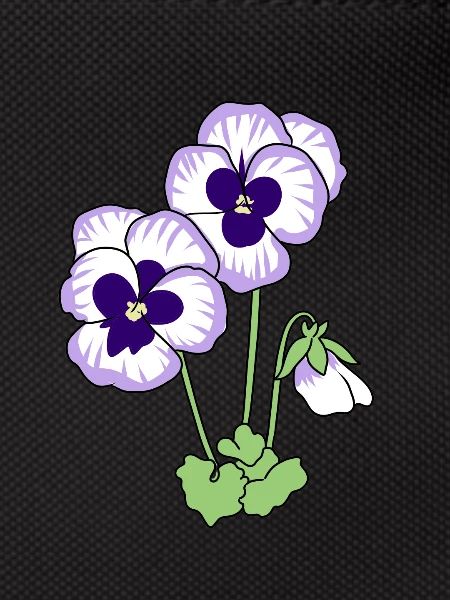pansy
