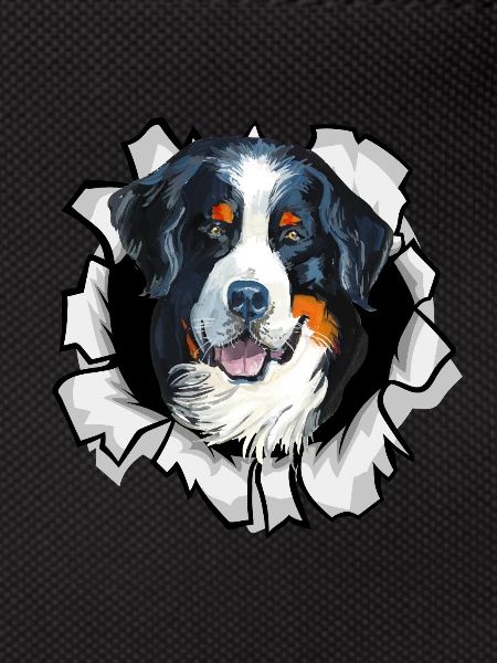 Bernese Mountain Dog