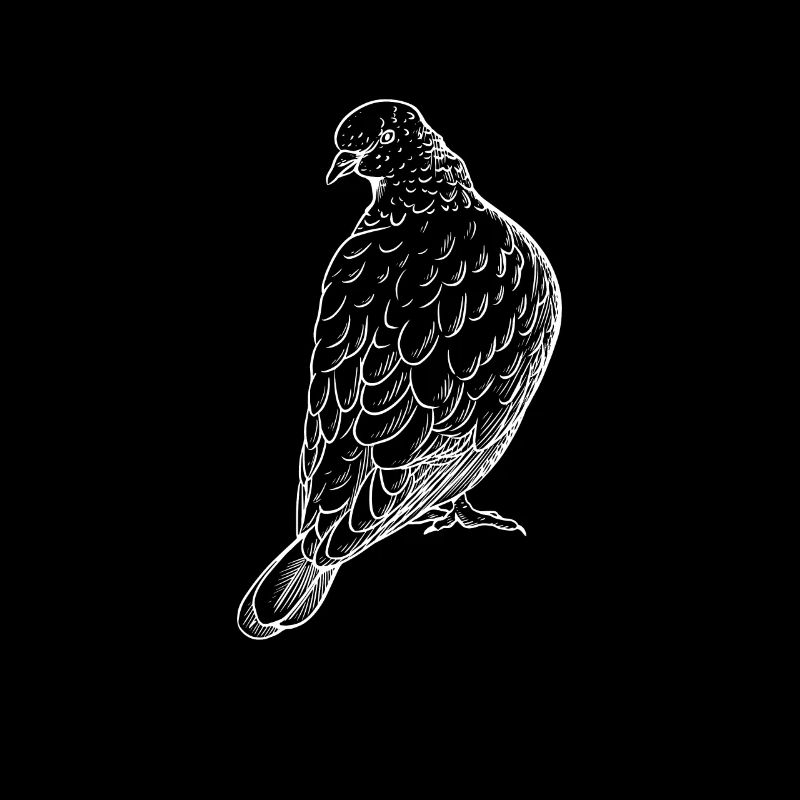 Taube Taubenzüchter Brieftauben Vögel Taubenzucht
