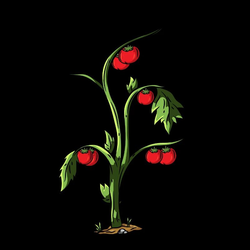 Tomate