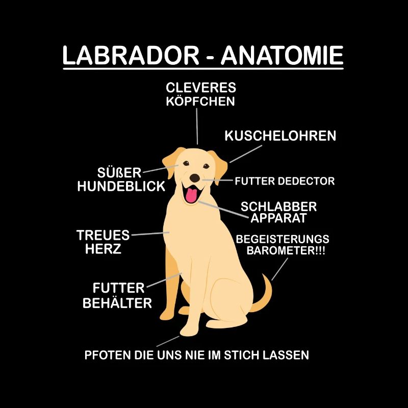 Anatomie eines Labradors - Labrador Hundebesitzer