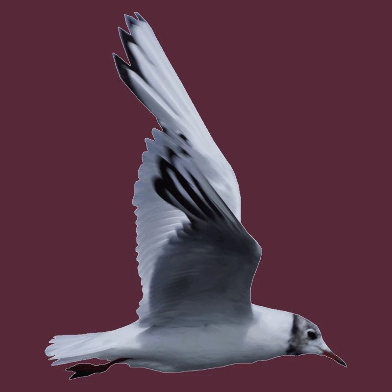 Eine fliegende Möwe