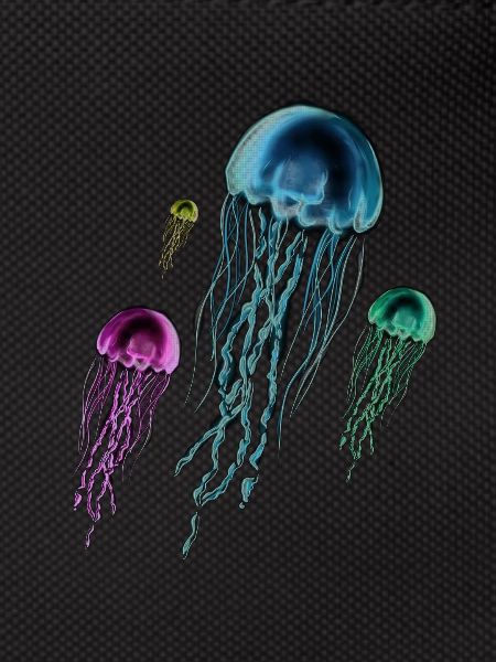Jellyfish