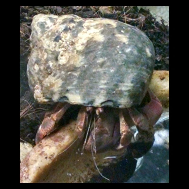 Hermit crab