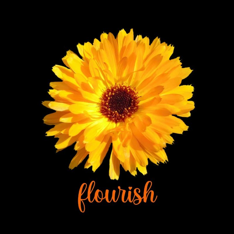 flourish ringelblume