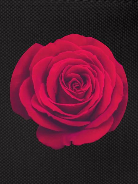 Red rose