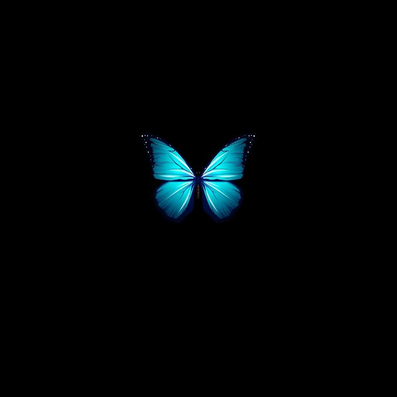 Papillon Moin