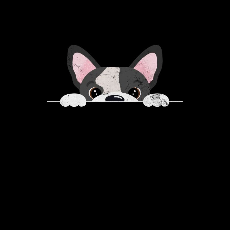 Boston Terrier