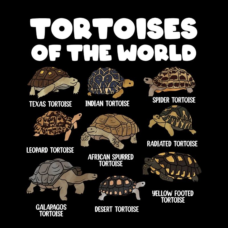 Tortues du monde