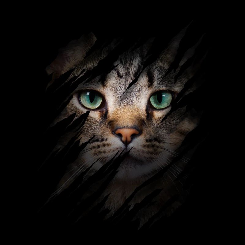 Cat with scratch - Cat face Scratch Cat