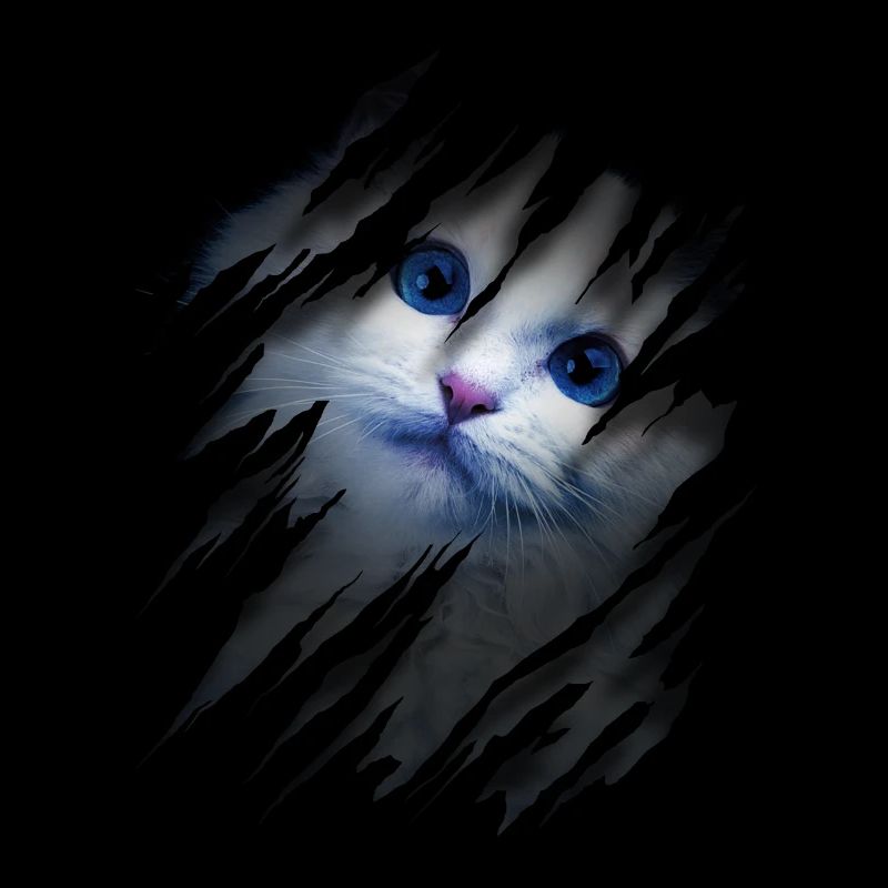 Chat avec égratignure - Visage de chat Chat à gratter Chat