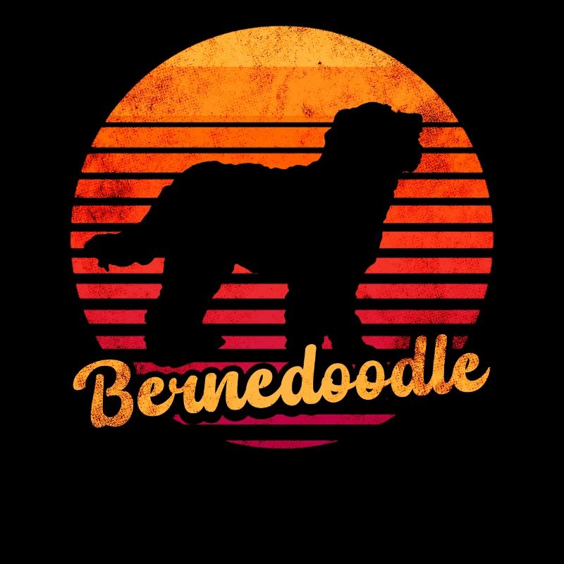Bernedoodle Hund