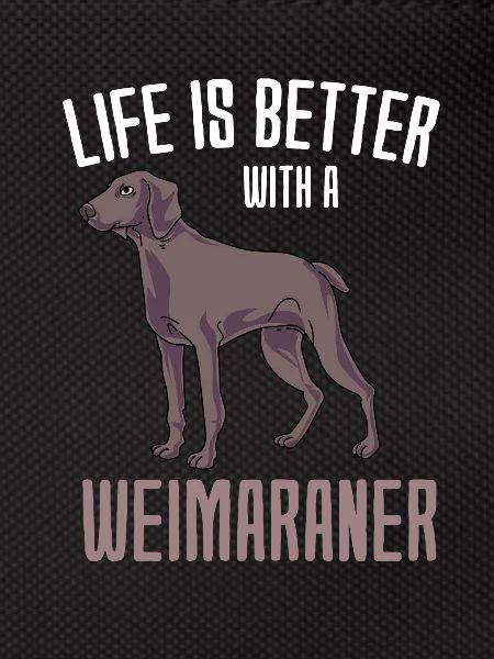 Weimaraner