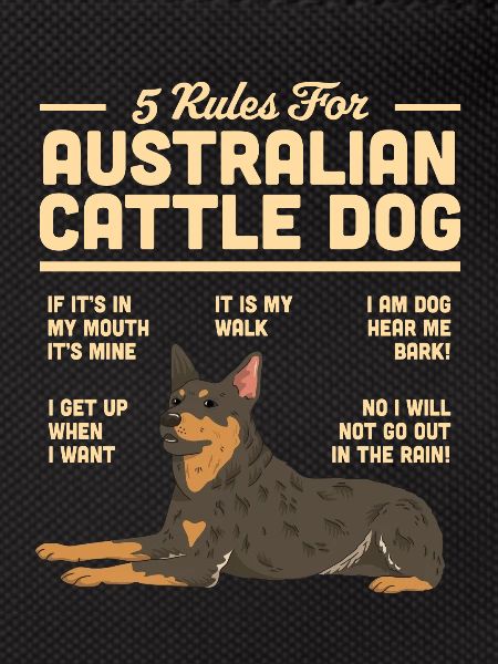 Bouvier australien