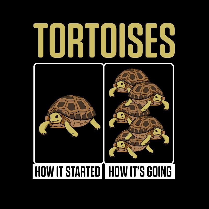 Funny Tortoises How Started How It's Going Turtle