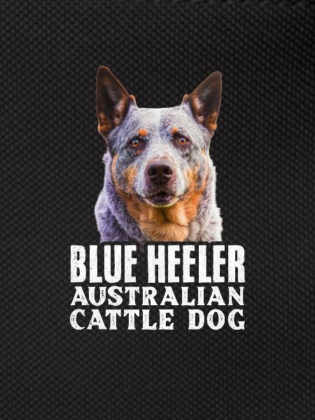 Bouvier australien