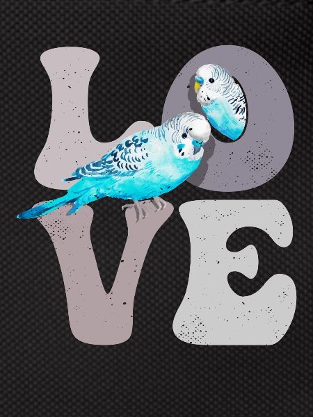 Budgie Budgie Parrot