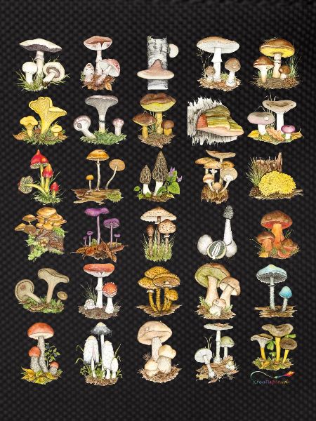 Mushroom Diversity