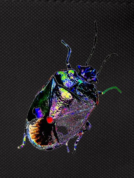 Insect, A731887