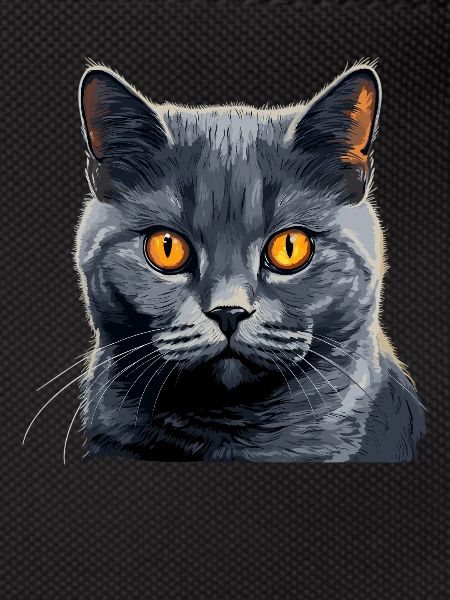 Chat Chartreux Chat Chartreux