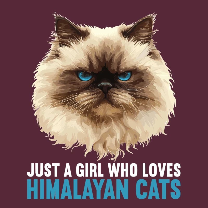 Himalayan Cat Colourpoint Katze
