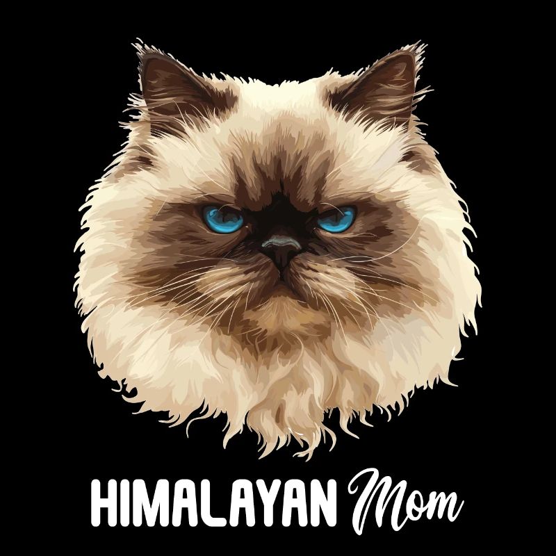Chat de l’Himalaya Colourpoint Katze