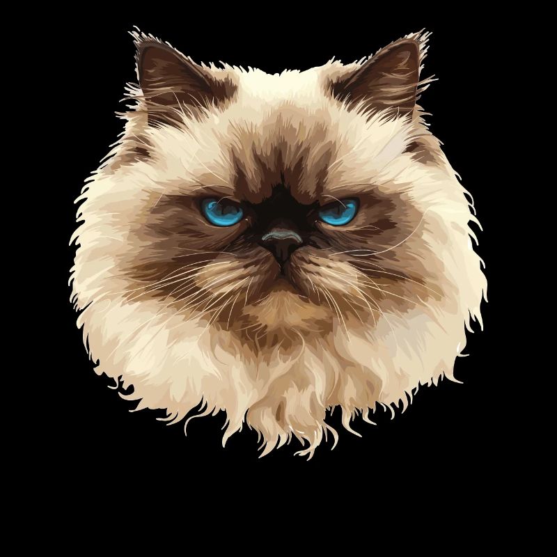 Chat de l’Himalaya Colourpoint Katze