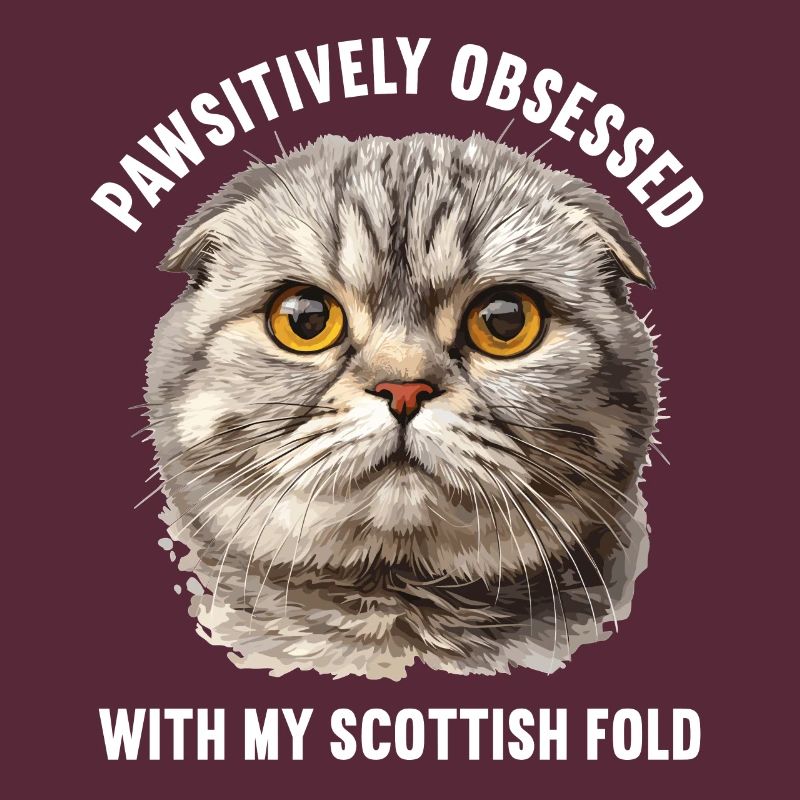Scottish Fold Kitten Scottish Fold chat