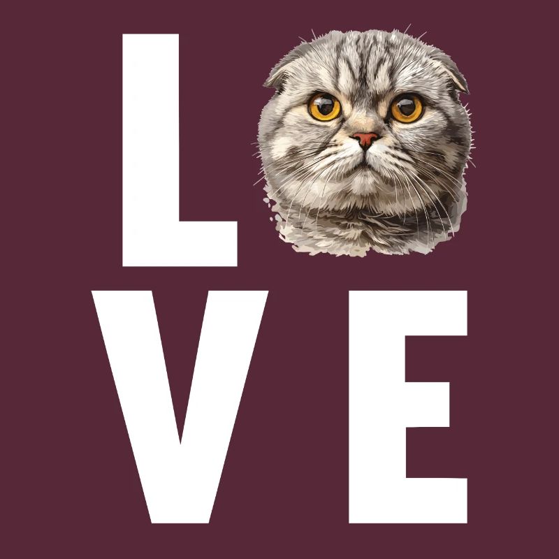 Scottish Fold Kitten Scottish Fold chat