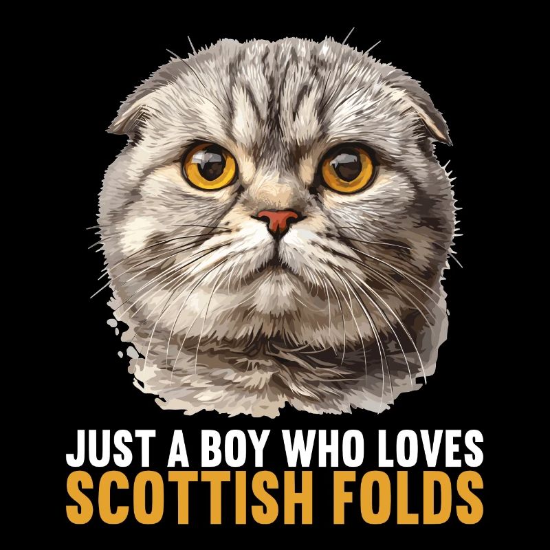 Scottish Fold Kitten Scottish Fold chat