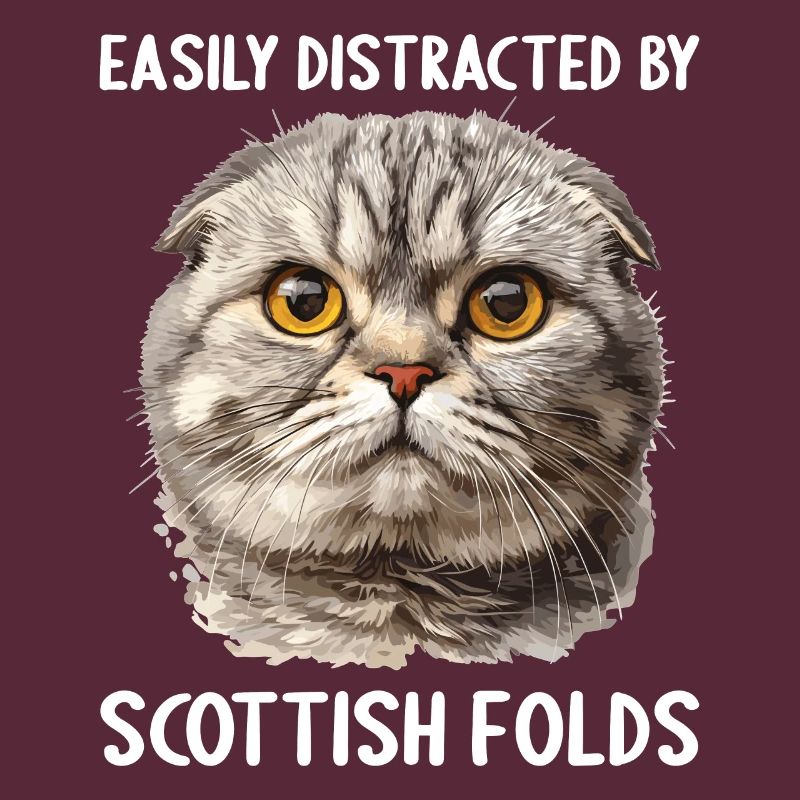Scottish Fold chaton Scottish Fold chat