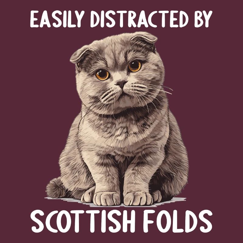 Scottish Fold Kitten Scottish Fold chat