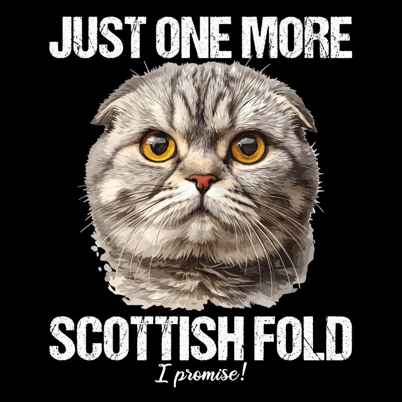 Scottish Fold Kätzchen Scottish Fold Katze