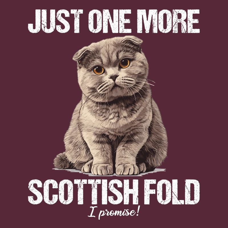 Scottish Fold Kätzchen Scottish Fold Katze