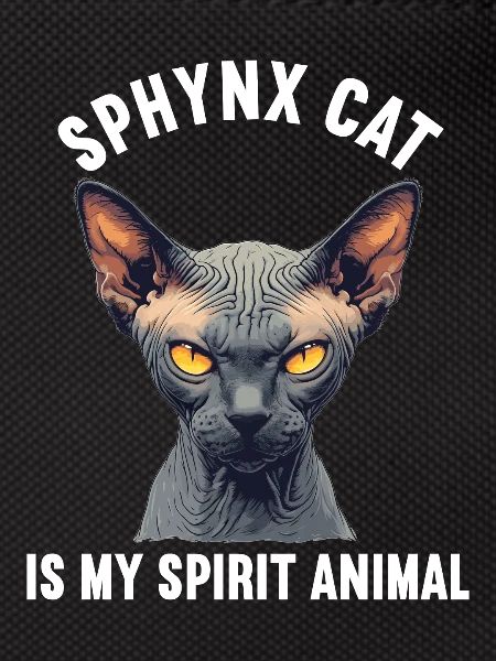 Sphynx Kitten Sphynx Cat