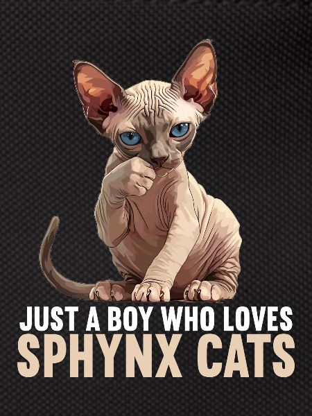 Sphynx Kitten Sphynx Cat