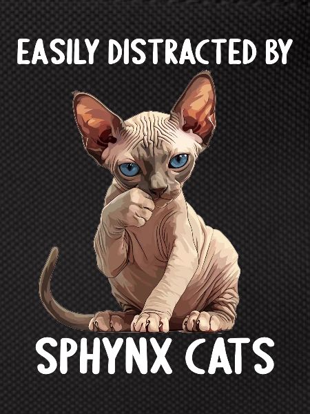Sphynx Kitten Sphynx Cat