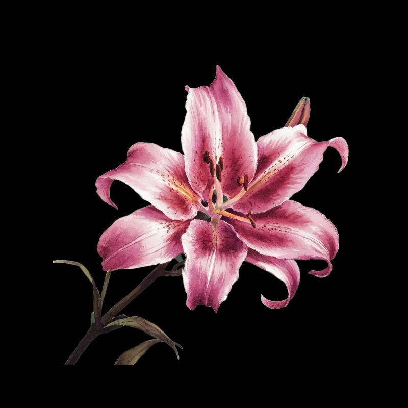 Stargazer Lily