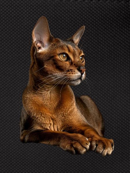 Abyssinian