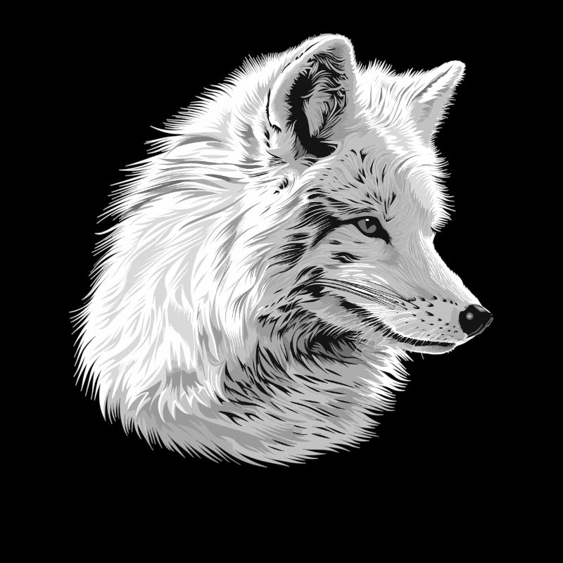 Renard arctique Polarfüchse Polarfuchs