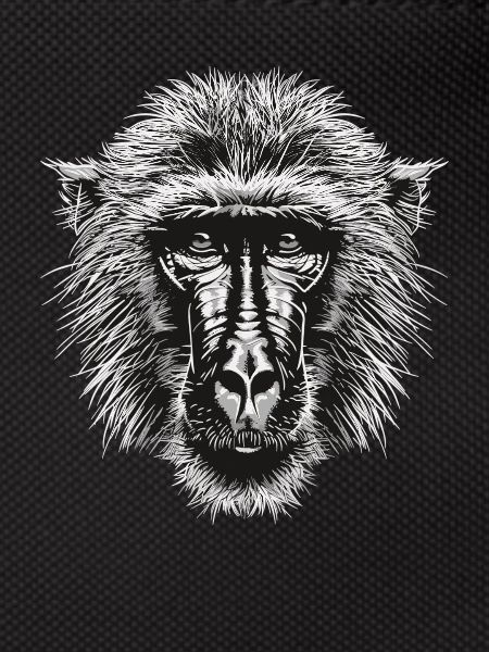 Baboon Paviane Pavian
