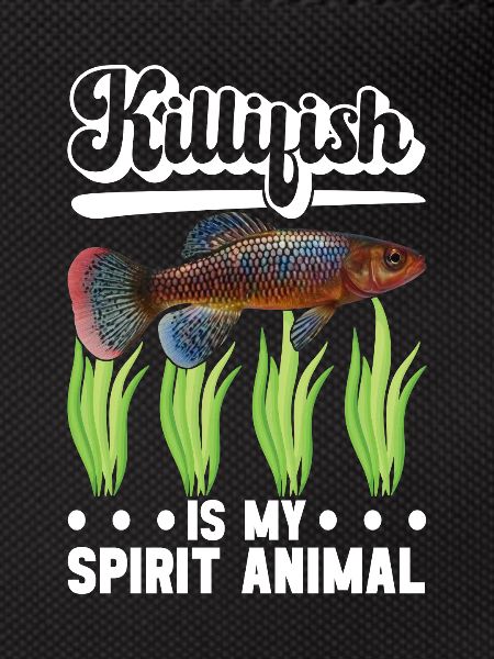 Killifish Quarium Fish